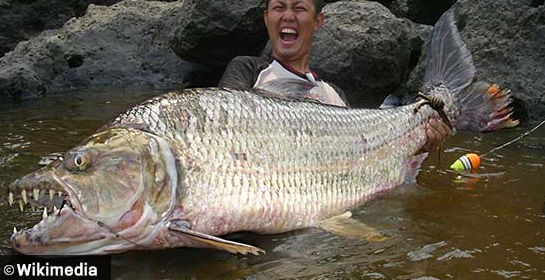 รู้จักกับ “Tigerfish” ปลาที่น่ากลัวที่สุดในโลก