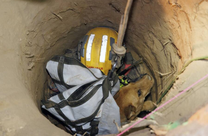 นักผจญเพลิง “ช่วยสุนัขตาบอด” ตกลงไปในหลุมขนาด 15 ฟุต
