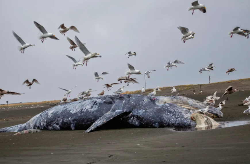 น่าทึ่ง”วาฬตายประมาณ 200 ตัว” ถูกลากออกไปในทะเล