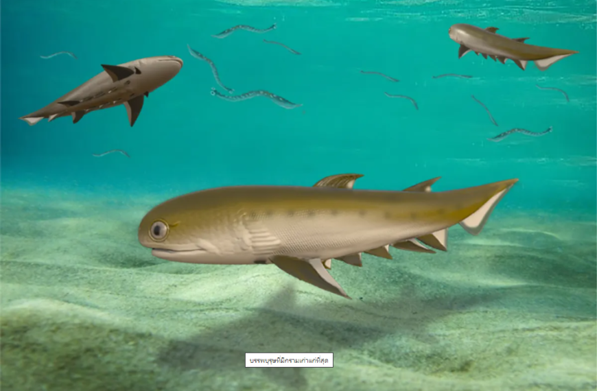 เราคือ “ฉลามแหลมคมบรรพบุรุษขากรรไกร” ที่เก่าแก่ที่สุดเมื่อ 439 ล้านปีก่อน