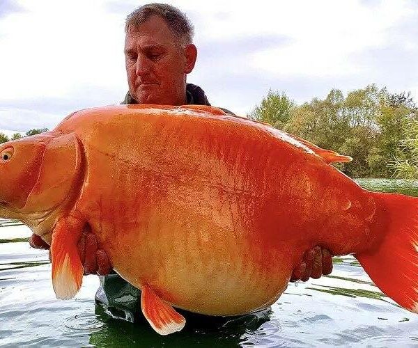 นักตกปลา (ชาวอังกฤษ) “จับปลาทองน้ำหนัก 67 ปอนด์” ที่อาจเป็นสถิติโลก