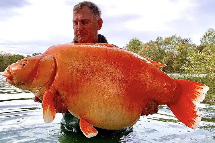 นักตกปลา (ชาวอังกฤษ) “จับปลาทองน้ำหนัก 67 ปอนด์” ที่อาจเป็นสถิติโลก